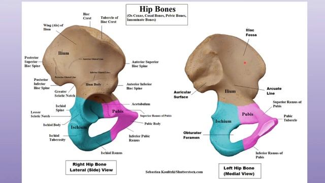 HIP BONE || ILIUM || смотреть онлайн