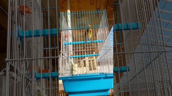 Шегли сава и канарейка