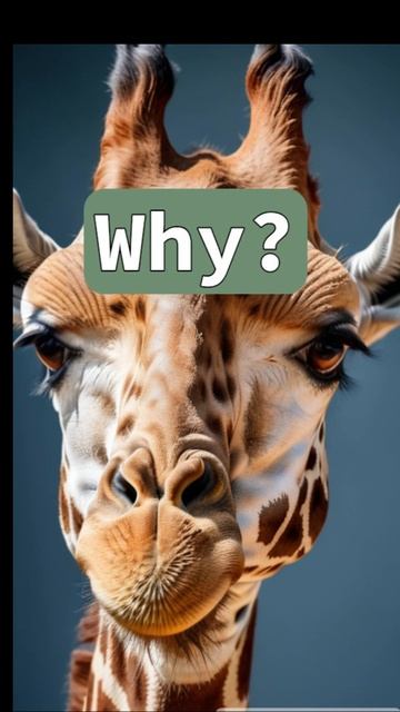 giraffe memes #memes #funnycomics #trending #comedyfilms #comical #funny #comicfilms #funnycomedy смотреть онлайн