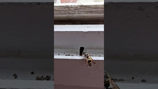 La petite guêpe fait son nid смотреть онлайн