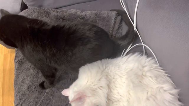 Mi gata Sara casi ahoga a mi otra gata Freya #cats #cutecats #gatos смотреть онлайн