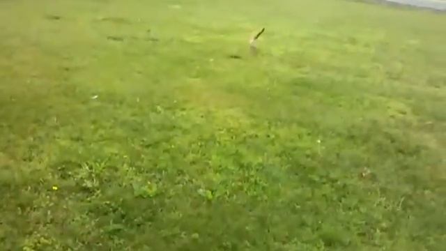 домашний лисенок смотреть онлайн