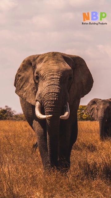 The Elephant Whisperers and Ivory Smuggling हाथी दांतों की तस्करी #NBP #Hindi #Shorts смотреть онлайн