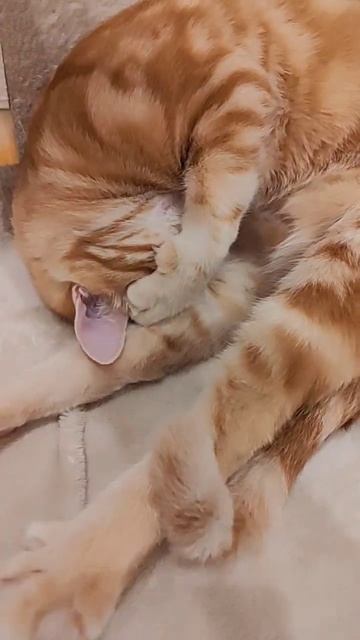Это самое милое, что я видела! Глажу кота кисточкой смотреть онлайн