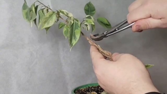 √1 фикус 126 Бенджамина (Бонсай)