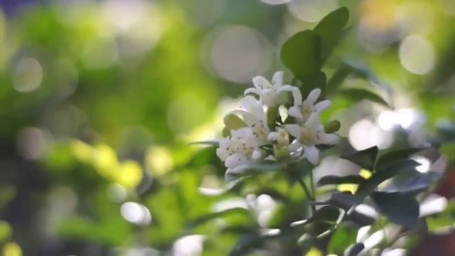 Surah Yasin | Yaseen | Full With Arabic | Beautiful recitation |يس سوره 36 | Ep- 455 ] Quran Tilawa смотреть онлайн