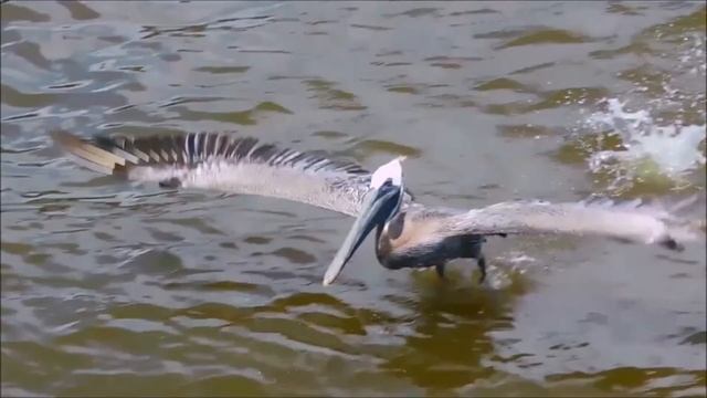 Brown pelican diving for fish at 40 Mph and take off in slow motion. смотреть онлайн