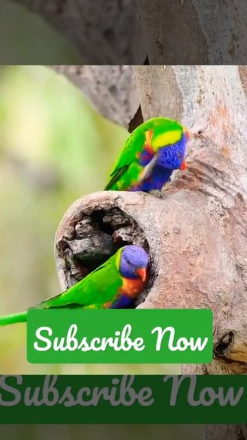 American PARROT natural environment nest peaceful relaxation Video Ram Parrot vs shita#shorts смотреть онлайн