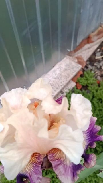 ирис бородатый высокий Поп Айдл смотреть онлайн