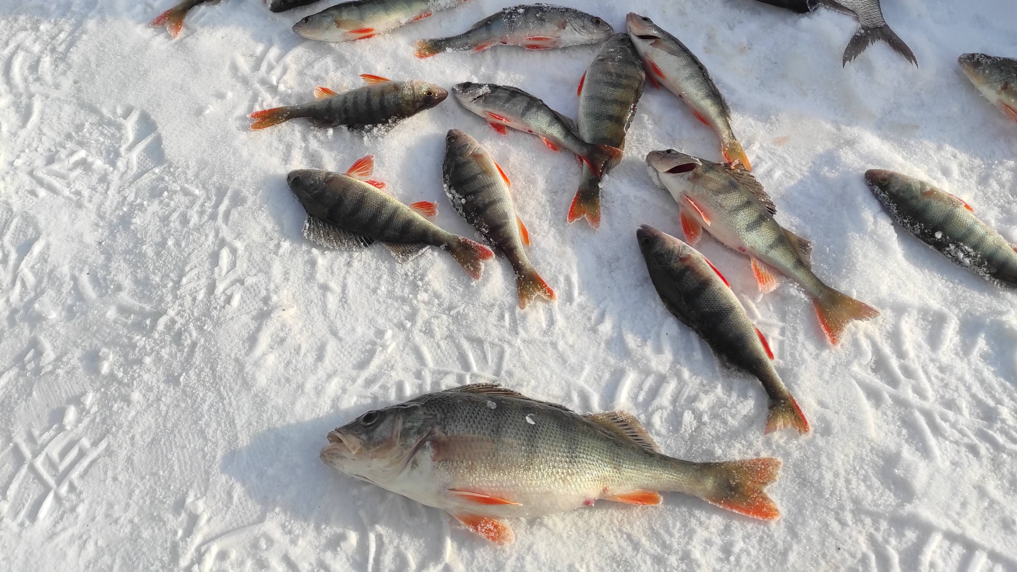 На Коксу так просто не проедешь, а всё равно клюёт!