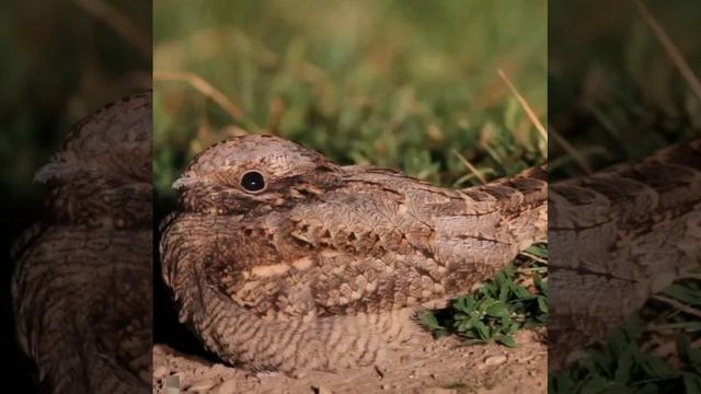 Козодой буланый