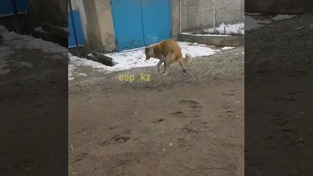 Собака извращенец смотреть онлайн