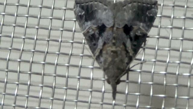 Genus Hypena Moth смотреть онлайн