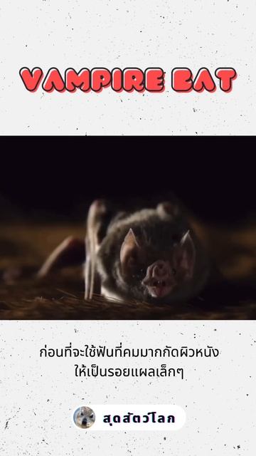 Vampire bat แวมไพร์ตัวจริงในโลกของสัตว์ #animals #wildlife #vampirebat #shorts смотреть онлайн