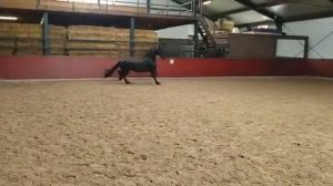 Фризская кобыла 3 лет, заезжена верх/упряжь, жереба