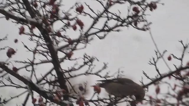 Свиристель в Купчино смотреть онлайн