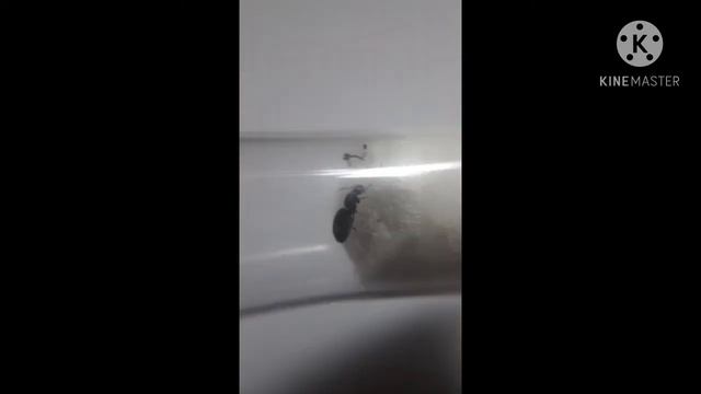 mi primera brachimirmex 😍😍😙😀😀 encontrada el (8/12/2020) смотреть онлайн