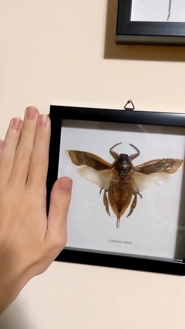 Giant Cicada, Atlas Moths, Giant Water Bug, Harlequin Longhorn Beetle Taxidermy #shorts смотреть онлайн