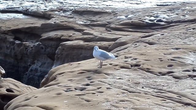 Guincho-comum 2 (Chroicocephalus ridibundus) смотреть онлайн