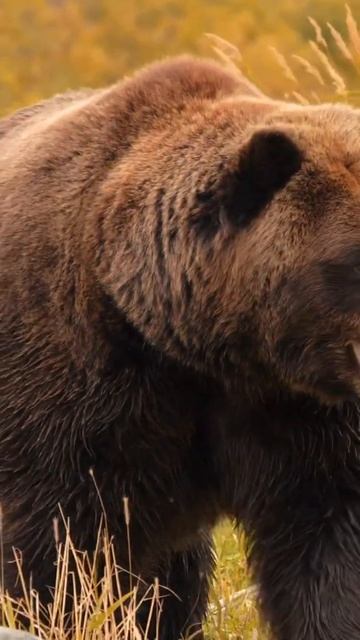 Grizzlies at the Alaska Wildlife Conservation Center, Seward, Alaska смотреть онлайн