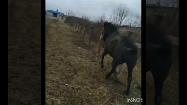 Бегущий конь смотреть онлайн