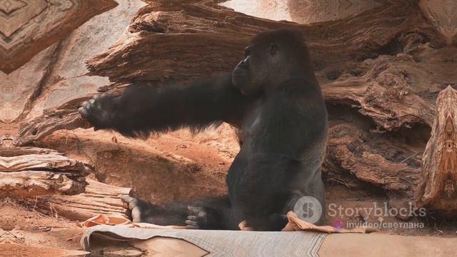 Gorilla: The Largest and Kindest Primate-Горилла: самый крупный и добрый примат смотреть онлайн