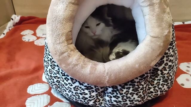 Мартин осваивает леопарда :)) смотреть онлайн