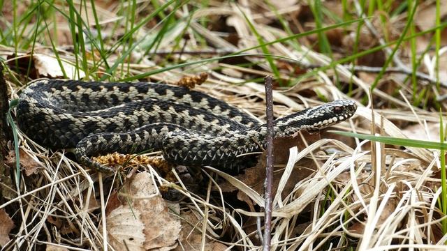 Adder - Vipera berus смотреть онлайн