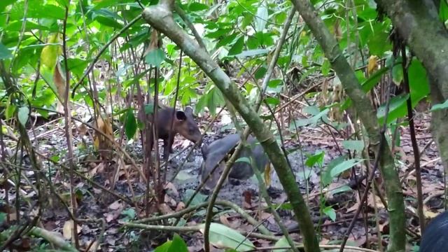 tapir with baby смотреть онлайн