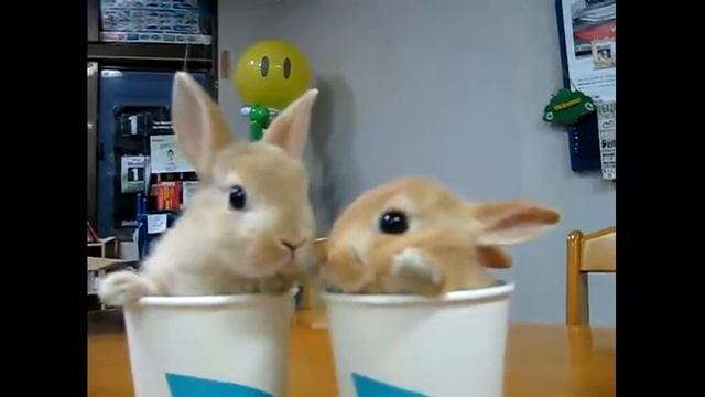 Няшные кролики в стаканах смотреть онлайн