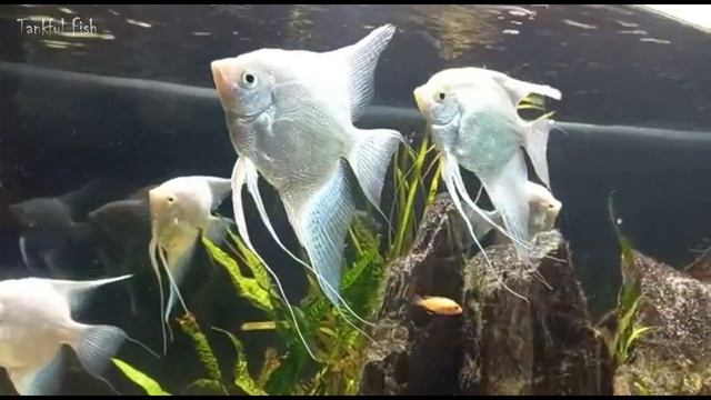 A Mesmerizing Aquarium Journey in Thailand with Mind-Relaxing Music Experience 🐠🌿 смотреть онлайн