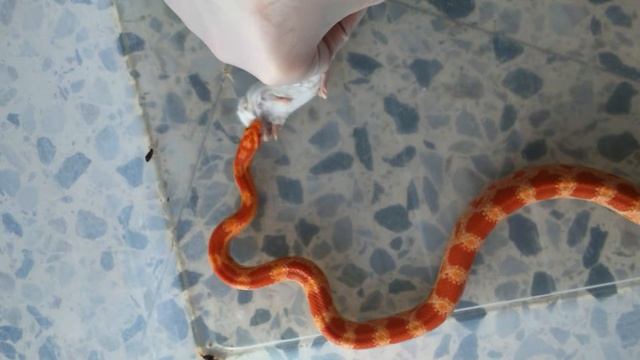 Elaphe Guttata comiendo ratón adulto - Elaphe gutt смотреть онлайн