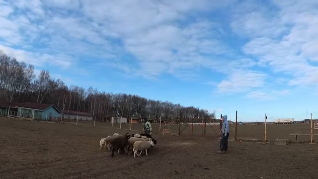 Овцы 4 смотреть онлайн