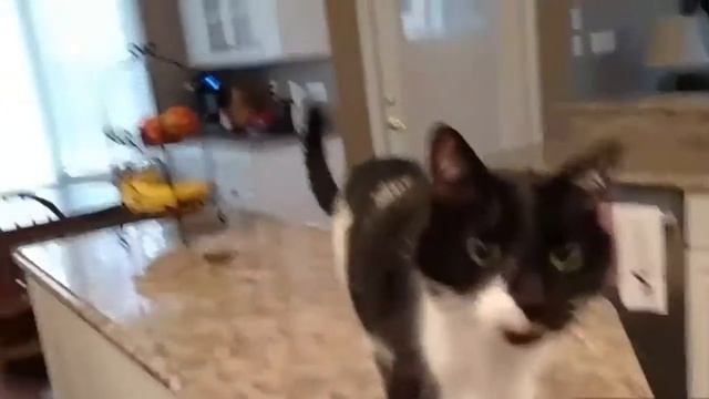 This cat has the most turkish MEOW in the world смотреть онлайн