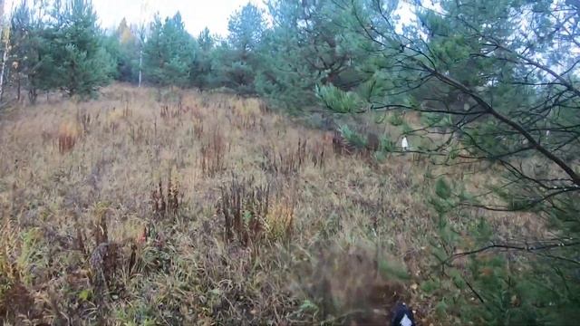 Вальдшнепы 15.10.2023 г. смотреть онлайн