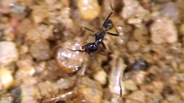 15 baratas se transformando em uma vespa - Las cucarachas ! Se busca - Cockroaches ! Wanted смотреть онлайн