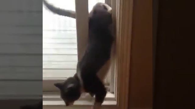 Супер-животные смотреть онлайн