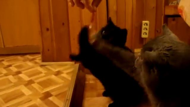 Очередное котэ-шапито смотреть онлайн