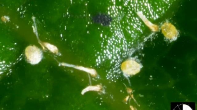 Diaspididae familyasında kabuk salgılama смотреть онлайн