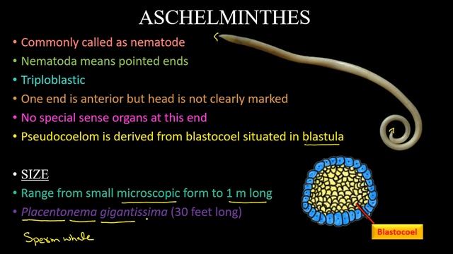Phylum Nematoda 1 | Aschelminthes 1 | Chapter 10 Animalia | Lec 8 | Zoology | Biology | ACE Academi смотреть онлайн