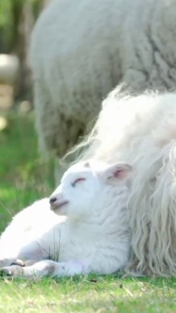 #lovenature#lamb#short# смотреть онлайн