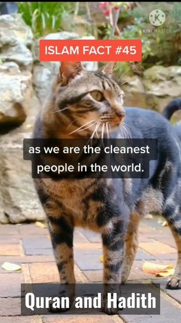 Islam Fact, Muslims must know #shorts #islam #allah #shortsvideo #deen #islamfacts #quranandhadith смотреть онлайн