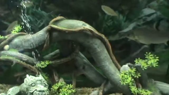 Aquarium with Bala Sharks, Congo Tetras, Bloodfin Barbs, Chinese Algae Eater + More смотреть онлайн