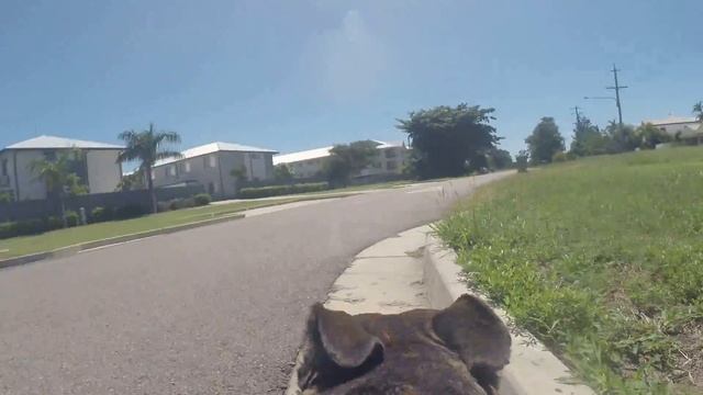 GoPro Doggy Style: A Fun Day Out from a Canine Perspective смотреть онлайн