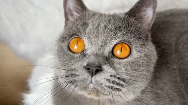 British shorthair cat with beautiful eyes | Honey Bee смотреть онлайн