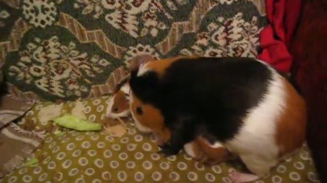 Моя Милка-Морскя Свинка 8 смотреть онлайн