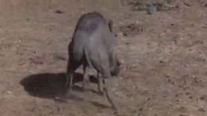 Пьяные животные в Африке