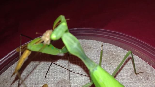 Taumantis eating a crane fly смотреть онлайн