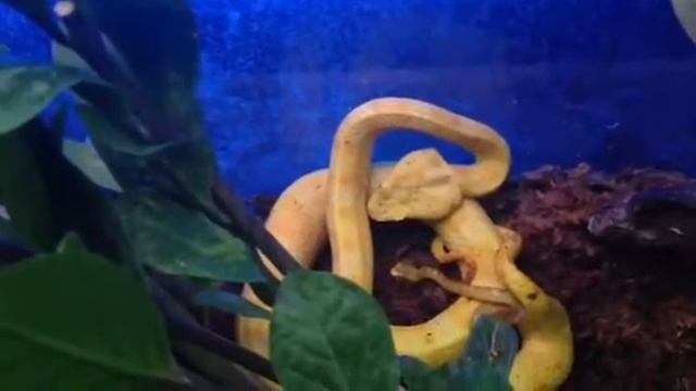 Birth bothriechis schlegelli . смотреть онлайн