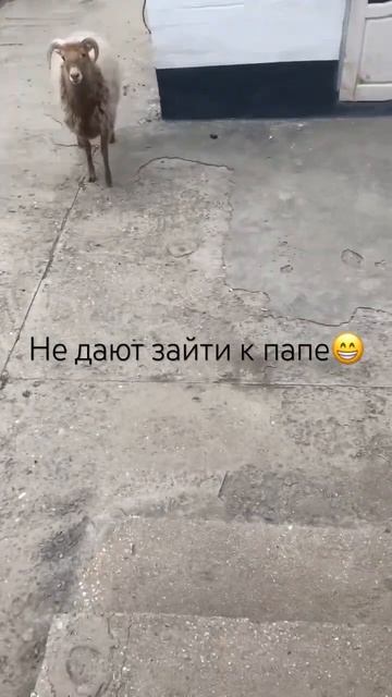 Сторож баран #дагестан #moscow смотреть онлайн